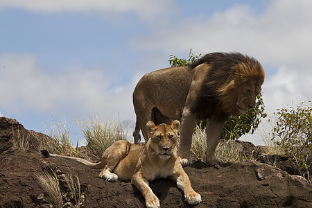 在非洲荒野中的狮子头发豹属食肉哺乳动物鬃毛毛皮猎人男性野生动物捕食者图片