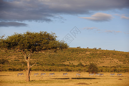 野外的斑马旅行日落生活动物条纹荒野团体公园晴天阳光图片