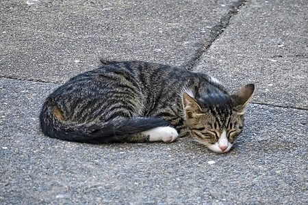 我们天性中可爱的朋友是猫猫头发绘画哺乳动物毛皮猫科动物虎斑小猫动物猫咪宠物图片