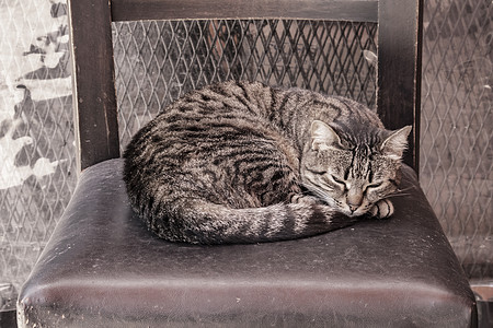 我们天性中可爱的朋友是猫猫眼睛虎斑友谊猫科动物小猫动物猫咪宠物睡眠卡通片图片