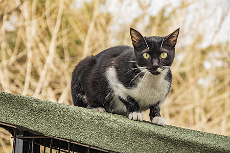 我们天性中可爱的朋友是猫猫猫科动物毛皮哺乳动物动物卡通片友谊小猫宠物眼睛虎斑图片