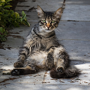 我们天性中可爱的朋友是猫猫哺乳动物小猫友谊虎斑睡眠卡通片动物宠物毛皮猫咪图片