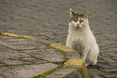 我们天性中可爱的朋友是猫猫友谊头发毛皮眼睛动物宠物小猫猫科动物虎斑哺乳动物图片