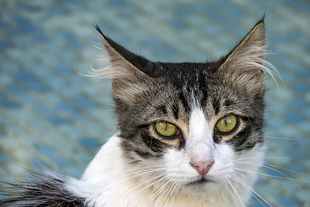 我们天性中可爱的朋友是猫猫毛皮卡通片动物绘画友谊宠物哺乳动物睡眠小猫头发图片