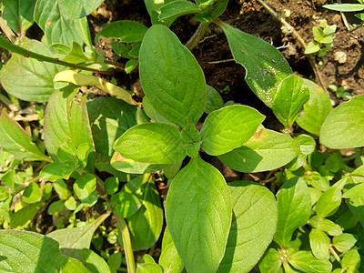 特写 borreria 与自然背景  Borreria 包括杂草并用作动物饲料铁草植物群植物学场地闲暇高尔夫球草本植物草地精囊季图片