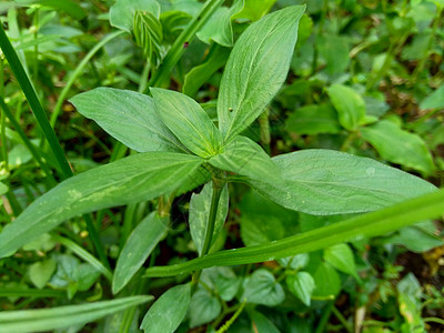 特写与自然背景闲暇季节铁草草地高尔夫球叶子花园杂草草本植物精囊图片