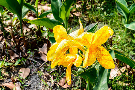 醇厚黄色马蹄莲 Arumlily 多年生草本雏菊开花植物 夏季盛开 春末至秋中期花园中树枝末端开出芬芳的柠檬黄色花朵花瓣叶子橙色图片