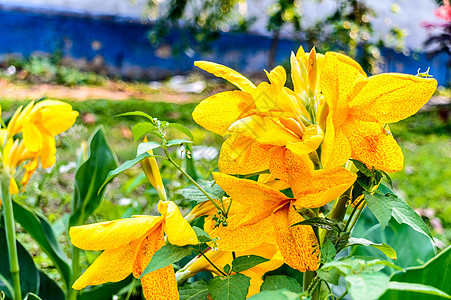 醇厚黄色马蹄莲 Arumlily 多年生草本雏菊开花植物 夏季盛开 春末至秋中期花园中树枝末端开出芬芳的柠檬黄色花朵季节自然公园图片