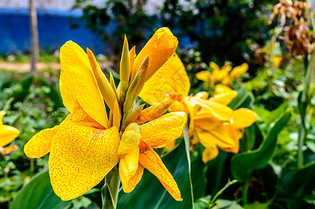 醇厚黄色马蹄莲 Arumlily 多年生草本雏菊开花植物 夏季盛开 春末至秋中期花园中树枝末端开出芬芳的柠檬黄色花朵生物体摄影柔图片