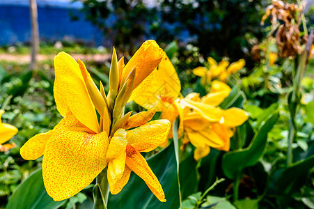 醇厚黄色马蹄莲 Arumlily 多年生草本雏菊开花植物 夏季盛开 春末至秋中期花园中树枝末端开出芬芳的柠檬黄色花朵色彩花头水仙图片