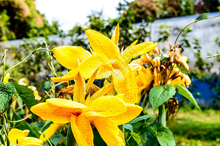 醇厚黄色马蹄莲 Arumlily 多年生草本雏菊开花植物 夏季盛开 春末至秋中期花园中树枝末端开出芬芳的柠檬黄色花朵桔梗花头阳光图片