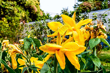 醇厚黄色马蹄莲 Arumlily 多年生草本雏菊开花植物 夏季盛开 春末至秋中期花园中树枝末端开出芬芳的柠檬黄色花朵郁金香生物体图片