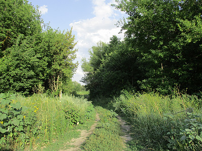 通过森林到田地的 国家道路植物日落农场草地人行道场景木头环境场地小路图片