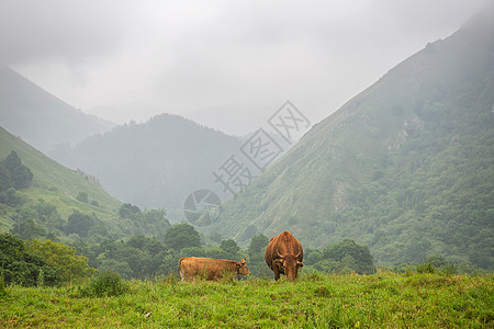 农场奶牛农村自然家畜旅行牧场山峰旅游天空环境国家图片