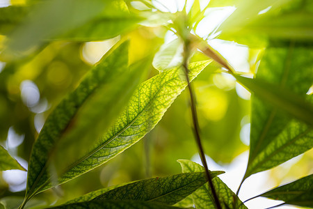 在花园的阳光下特写绿叶 自然黑色墙纸晴天背景太阳树叶季节美丽绿色绿色植物叶子图片