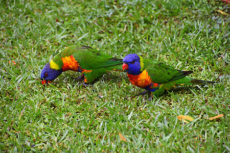 两个彩虹萝莉基 在草地上吃种子橙子鸟类夫妻休息眼睛异国热带鹦鹉蓝色荒野图片