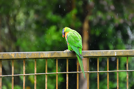 彩虹萝莉凯特坐在雨中的篱笆上宠物细雨蓝色森林热带鸟类鹦鹉水滴棕榈荒野图片