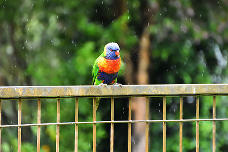 彩虹萝莉凯特坐在雨中的篱笆上水滴情调异国棕榈细雨荒野鹦鹉宠物热带鸟类图片