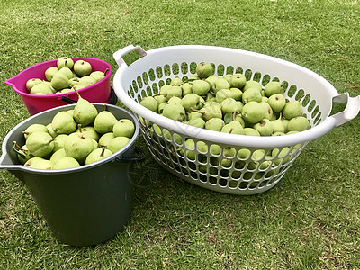 洗衣篮中26公斤梨子和草上2桶图片