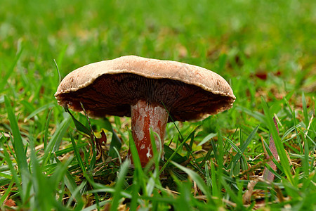 草地上生长的野白蘑菇棕色苔藓森林植物毒菌绿色常委菌类白色季节图片