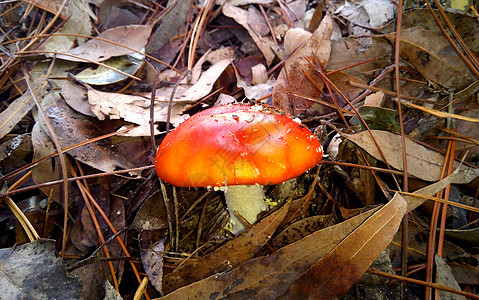 通过叶子生长的鲜花蘑菇菌类绿色季节毒蝇木头森林红色毒菌植物图片