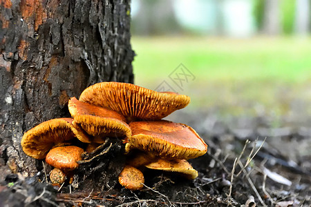 一群野生的蜂蜜蘑菇 在树底生长橙子棕色绿色红色腐烂苔藓菌类植物树桩森林图片