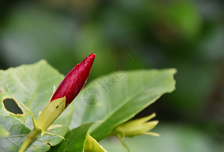 一朵小红花即将在春天盛开图片