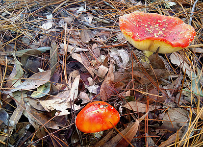通过叶子生长的鲜花蘑菇植物绿色季节毒蝇毒菌森林红色木头菌类图片