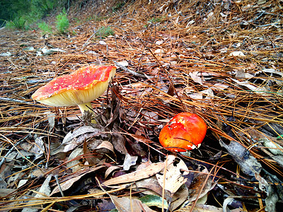 通过叶子生长的鲜花蘑菇菌类红色木头绿色毒蝇森林毒菌季节植物图片
