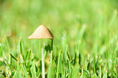在草丛中生长的小野蘑菇图片