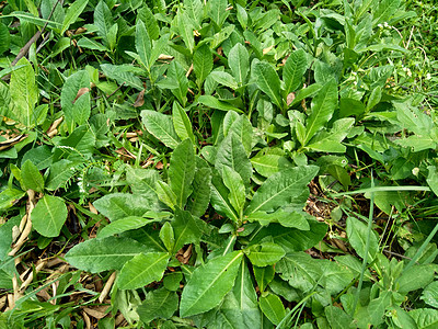 多年生母猪 田间奶蓟 田间苦苣菜 多年生母猪蓟 玉米母猪蓟 dindle 猪杂草 猪蓟 树母蓟 有益于伤口 癌症 咳嗽烧伤支气管图片