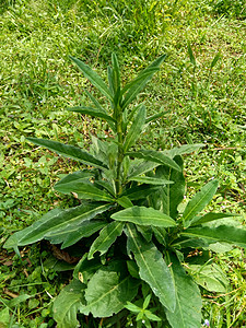 多年生母猪 田间奶蓟 田间苦苣菜 多年生母猪蓟 玉米母猪蓟 dindle 猪杂草 猪蓟 树母蓟 有益于伤口 癌症 咳嗽野花生殖功图片