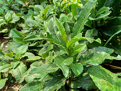 多年生母猪 田间奶蓟 田间苦苣菜 多年生母猪蓟 玉米母猪蓟 dindle 猪杂草 猪蓟 树母蓟 有益于伤口 癌症 咳嗽心脏杂草草图片