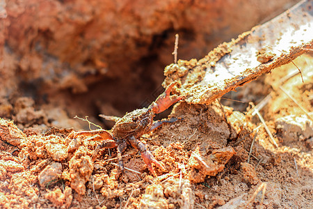 一只螃蟹埋在地下滚动小屋螺栓书房地球土壤洞穴打猎建筑地面图片