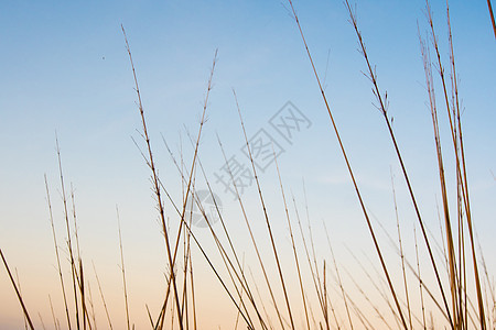 干枯的草地和清晨的夜空阳光小麦黄色乡村天空日出植物橙子季节场地图片