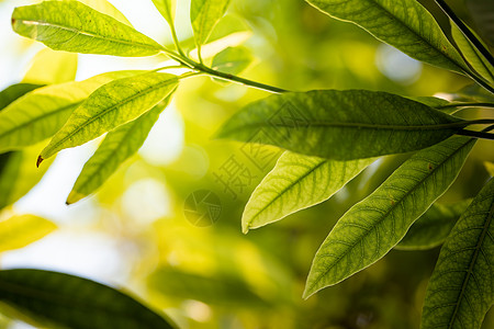 在花园的阳光下特写绿叶 自然黑色美丽生长环境生态绿色植物季节树叶晴天植物群绿色图片