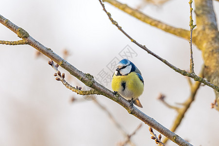 自然界的欧亚蓝奶照片歌鸟树枝男性翅膀眼睛荒野野生动物山雀羽毛图片
