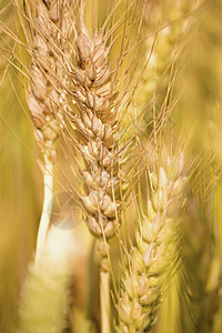 金麦田种子收获饮食化合物面粉玉米农田谷物植物食物图片