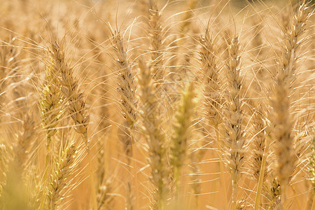 金麦田大麦面粉土地农业农场面包谷物碳水玉米食物图片