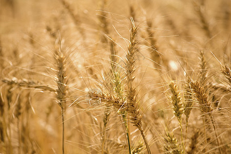 金麦田粮食种子土地面粉食物农场收获玉米草地早餐图片