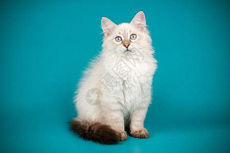 彩色背景的Neva化装猫朋友宠物蓝色白色猫咪毛皮头发虎斑小猫舞会图片