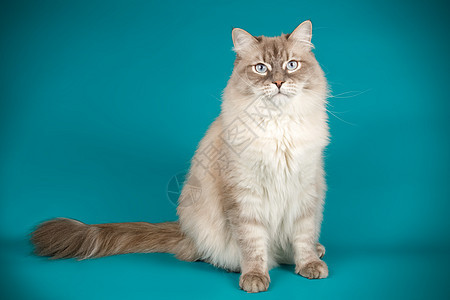 彩色背景的Neva化装猫舞会宠物朋友猫咪头发白色毛皮哺乳动物动物虎斑图片