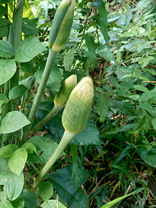 天然背景的芋头花芋头植物农业热带生长森林气候白银花芋头海芋香芋图片