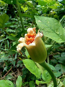 香芋地瓜天然背景的芋头花芋头生长热带香芋海芋食物雨林白银花气候植物叶子背景