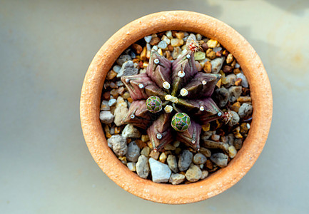 仙人掌花的幼芽白色绿色植物学沙漠生长植物花瓣肉质花园图片