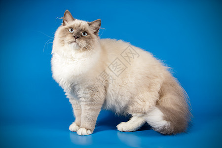 彩色背景的Neva化装猫虎斑哺乳动物小猫动物头发舞会白色猫科动物毛皮乐趣图片