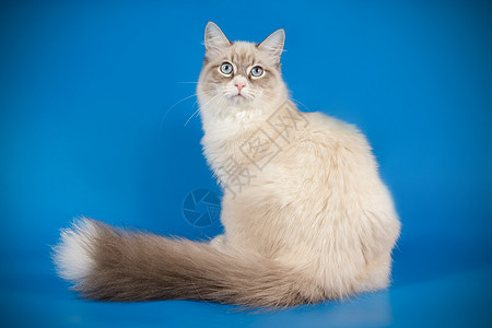 彩色背景的Neva化装猫朋友虎斑摄影师毛皮乐趣头发白色猫咪小猫工作室图片