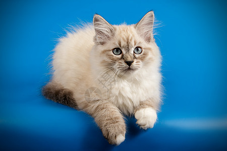 彩色背景的Neva化装猫白色蓝色猫科动物虎斑工作室头发朋友乐趣小猫猫咪图片