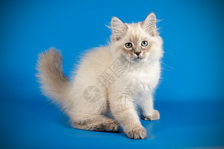 彩色背景的Neva化装猫摄影师工作室小猫头发猫咪哺乳动物舞会蓝色虎斑宠物图片