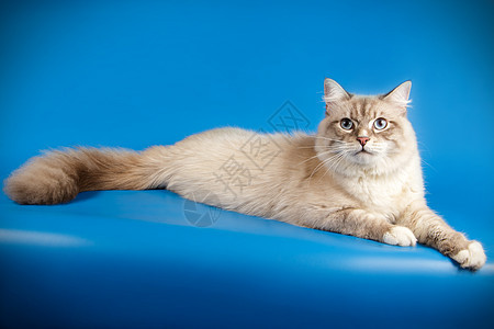 彩色背景的Neva化装猫蓝色头发白色猫咪宠物毛皮摄影师小猫动物工作室图片